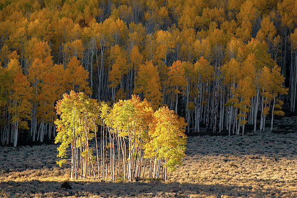 Stand Outs by Dustin LeFevre Stand Outs by Dustin LeFevre